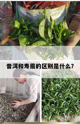 普洱和寿眉的区别是什么？