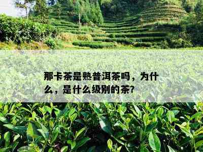 那卡茶是熟普洱茶吗，为什么，是什么级别的茶？