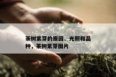 茶树紫芽的原因、光照和品种，茶树紫芽图片