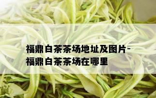 福鼎白茶茶场地址及图片-福鼎白茶茶场在哪里