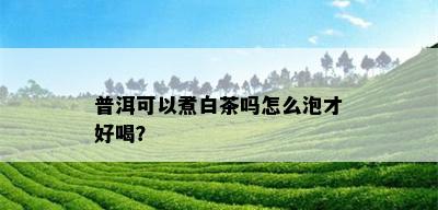 普洱可以煮白茶吗怎么泡才好喝？