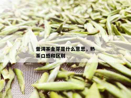 普洱茶金芽是什么意思，熟茶口感和区别