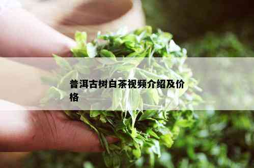 普洱古树白茶视频介绍及价格