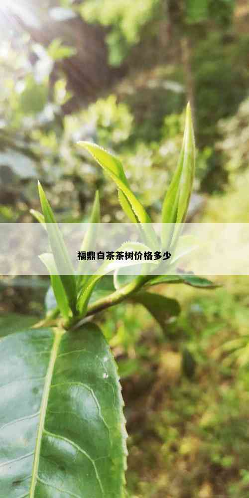 福鼎白茶茶树价格多少