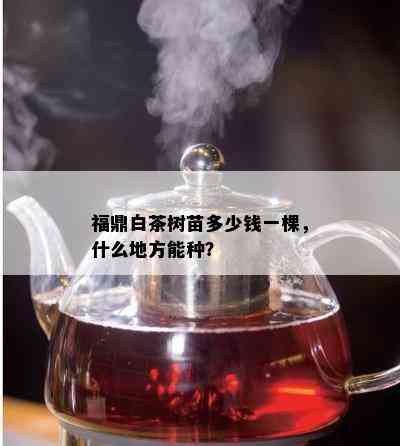 福鼎白茶树苗多少钱一棵，什么地方能种？