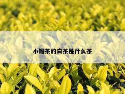 小罐茶的白茶是什么茶