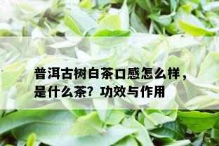 普洱古树白茶口感怎么样，是什么茶？功效与作用