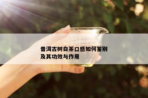 普洱古树白茶口感如何鉴别及其功效与作用