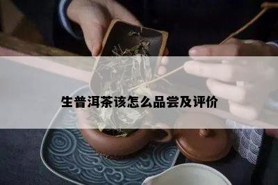 生普洱茶该怎么品尝及评价