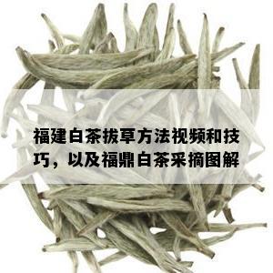 福建白茶拔草方法视频和技巧，以及福鼎白茶采摘图解