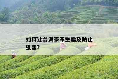 如何让普洱茶不生霉及防止虫害？