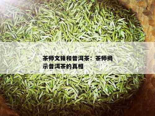 茶师文锋和普洱茶：茶师揭示普洱茶的真相