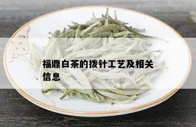 福鼎白茶的拨针工艺及相关信息