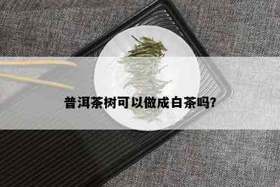 普洱茶树可以做成白茶吗？