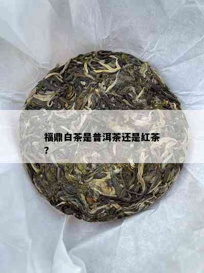 福鼎白茶是普洱茶还是红茶?