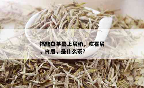 福鼎白茶喜上眉稍，欢喜眉，白眉，是什么茶？