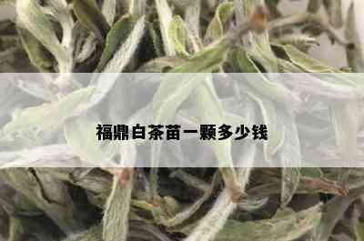 福鼎白茶苗一颗多少钱