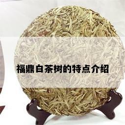 福鼎白茶树的特点介绍