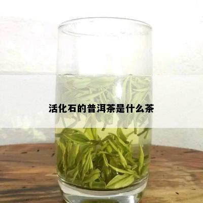 活化石的普洱茶是什么茶