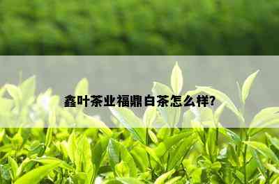 鑫叶茶业福鼎白茶怎么样？