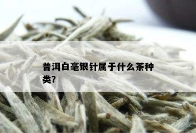 普洱白毫银针属于什么茶种类？