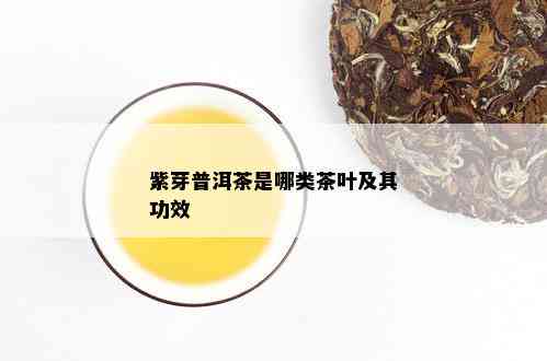 紫芽普洱茶是哪类茶叶及其功效