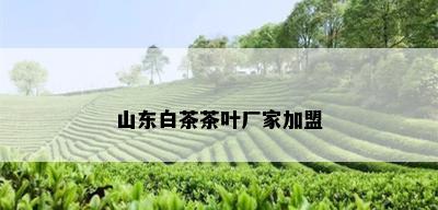 山东白茶茶叶厂家加盟