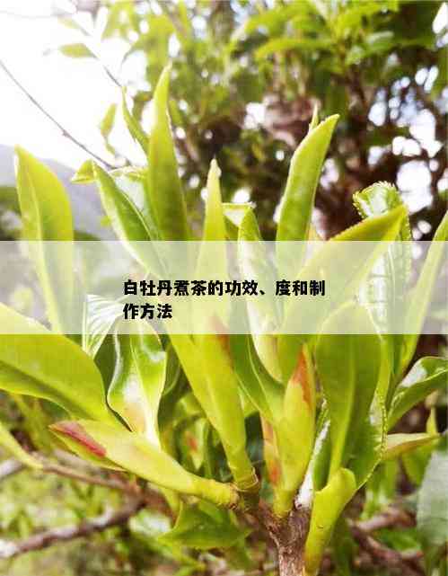 白牡丹煮茶的功效、度和制作方法