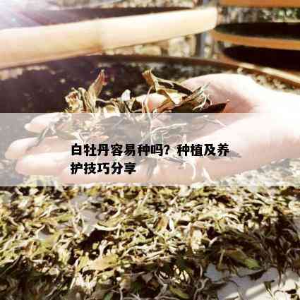 白牡丹容易种吗？种植及养护技巧分享