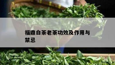 福鼎白茶老茶功效及作用与禁忌