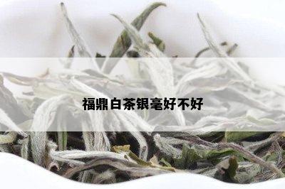 福鼎白茶银毫好不好