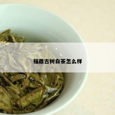 福鼎古树白茶怎么样