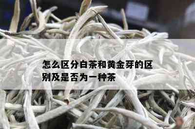 怎么区分白茶和黄金芽的区别及是否为一种茶