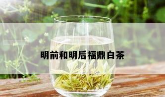 明前和明后福鼎白茶