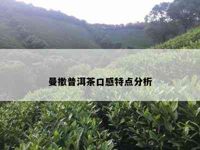 曼撒普洱茶口感特点分析