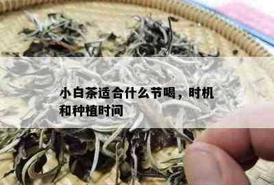 小白茶适合什么节喝，时机和种植时间