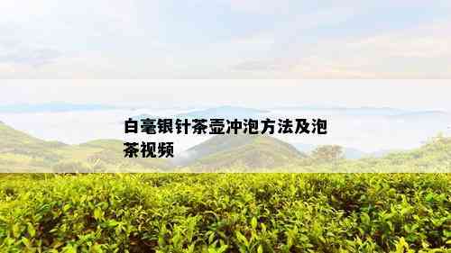 白毫银针茶壶冲泡方法及泡茶视频