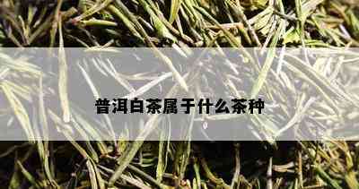 普洱白茶属于什么茶种