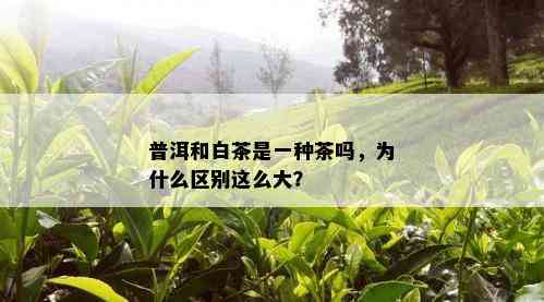 普洱和白茶是一种茶吗，为什么区别这么大？