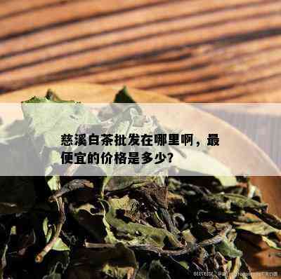 慈溪白茶批发在哪里啊，更便宜的价格是多少？