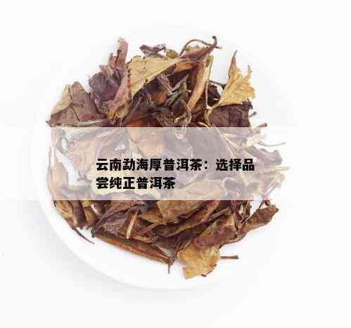 云南勐海厚普洱茶：选择品尝纯正普洱茶