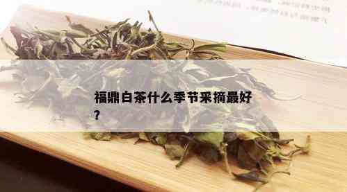 福鼎白茶什么季节采摘更好？