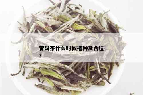 普洱茶什么时候播种及合适？