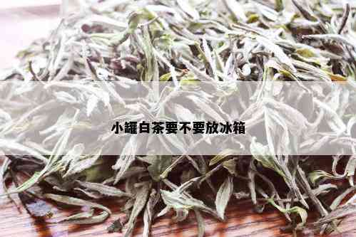 小罐白茶要不要放冰箱