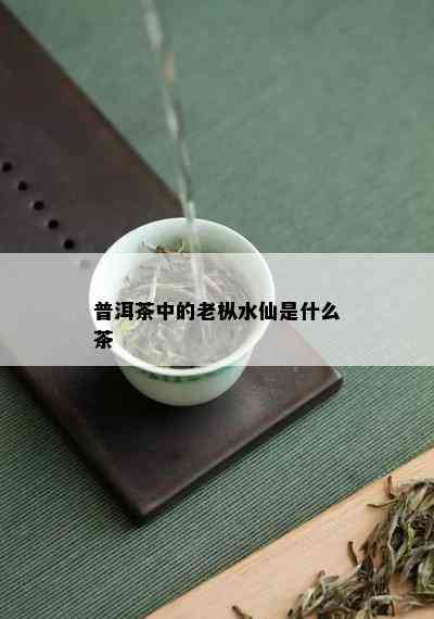 普洱茶中的老枞水仙是什么茶