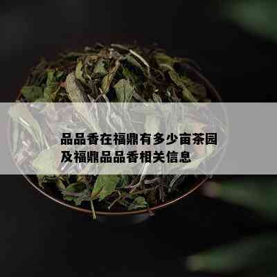 品品香在福鼎有多少亩茶园及福鼎品品香相关信息