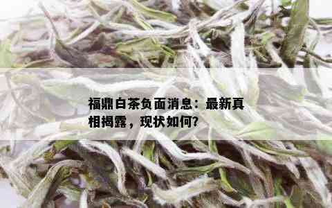 福鼎白茶负面消息：最新真相揭露，现状如何？