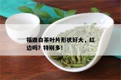 福鼎白茶叶片形状好大，红边吗？特别多！