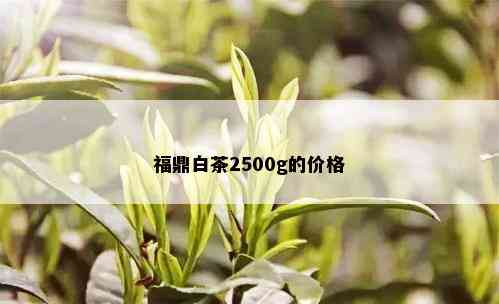 福鼎白茶2500g的价格