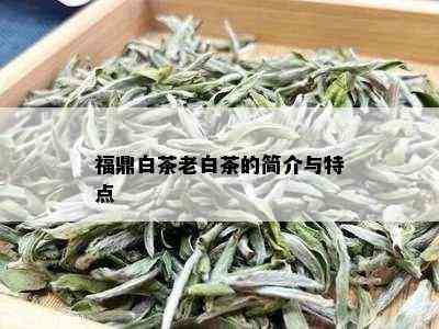 福鼎白茶老白茶的简介与特点